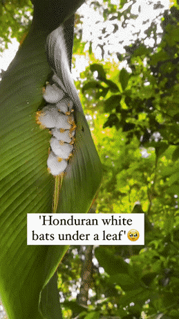 Daily Gifdump