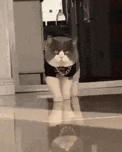 Morning Gifdump