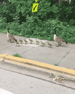 Morning Gifdump