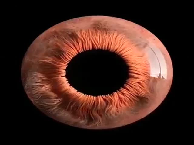 Human Eye Under The Microscope