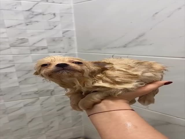 Animals Before And After A Bath