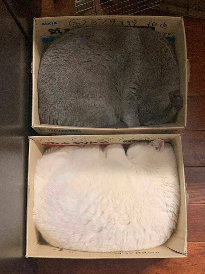 If I Fits, I Sits