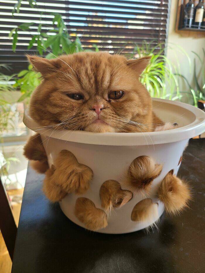 If I Fits, I Sits