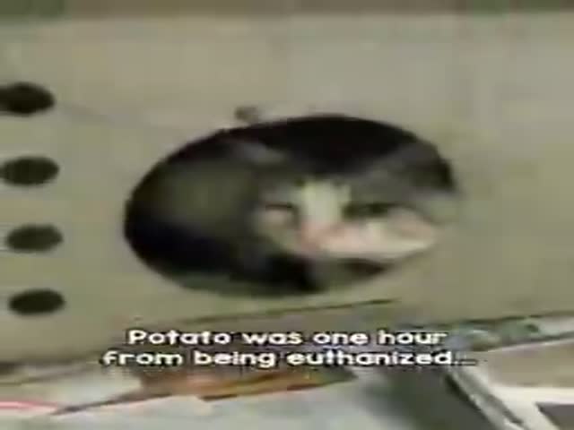 Saving Potato
