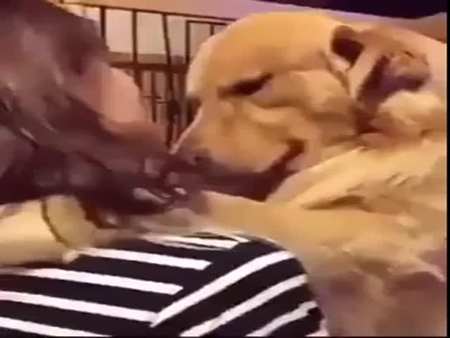 Dog Meets Owner After A Long Break
