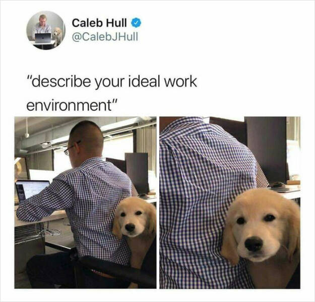 Dogs With Jobs