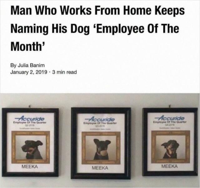 Dogs With Jobs