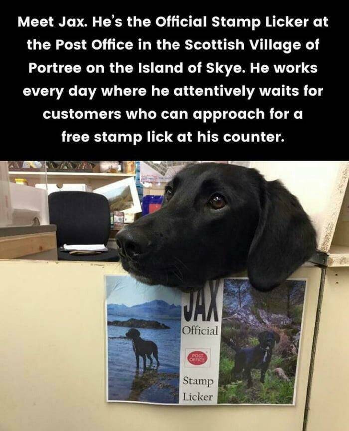 Dogs With Jobs