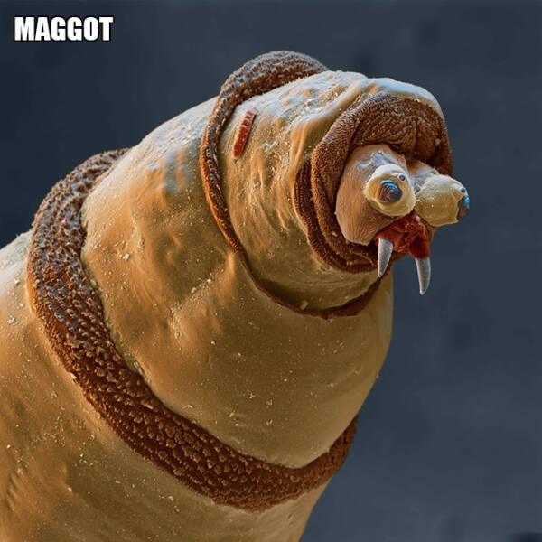 Scarily Funny Creatures Under A Microscope