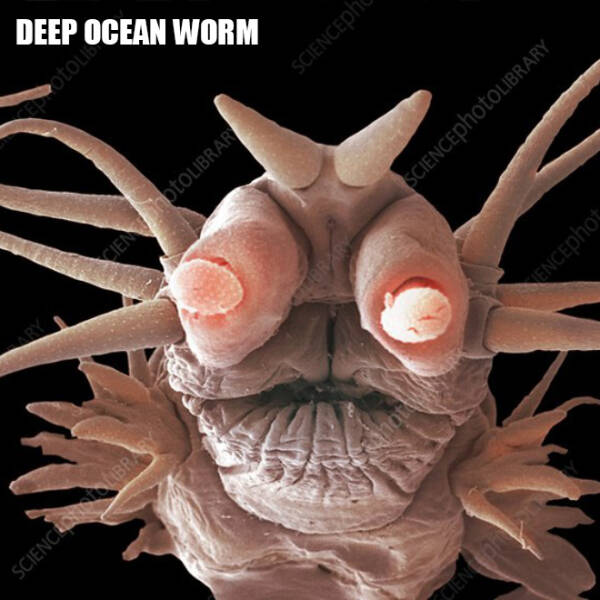 Scarily Funny Creatures Under A Microscope