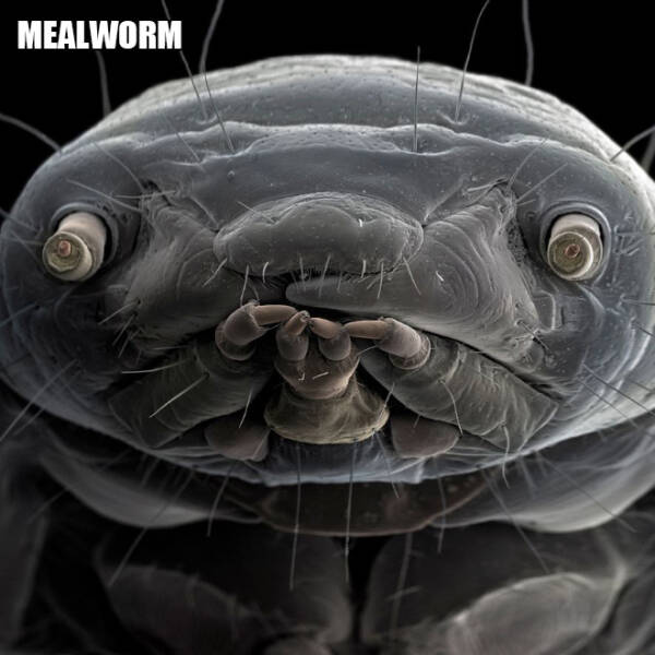 Scarily Funny Creatures Under A Microscope