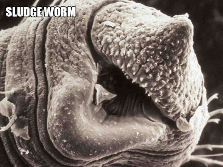 Scarily Funny Creatures Under A Microscope