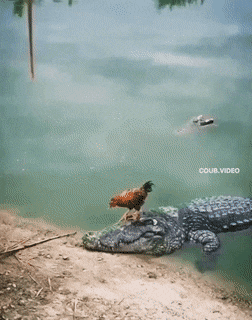 Daily Gifdump Daily Gifdump