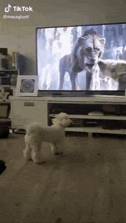 Daily Gifdump Daily Gifdump