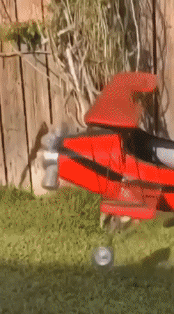 Daily Gifdump Daily Gifdump