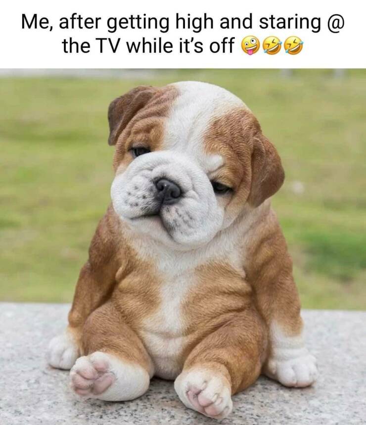 Funny Picdump Funny Picdump