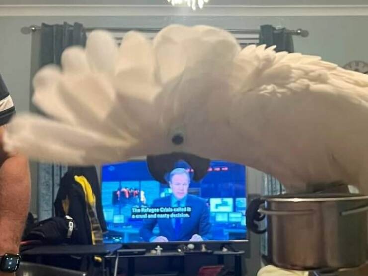 Accidental Surrealism