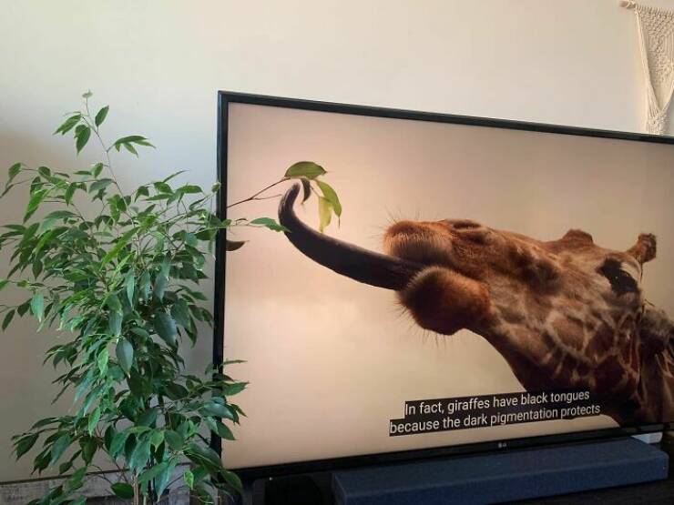 Accidental Surrealism