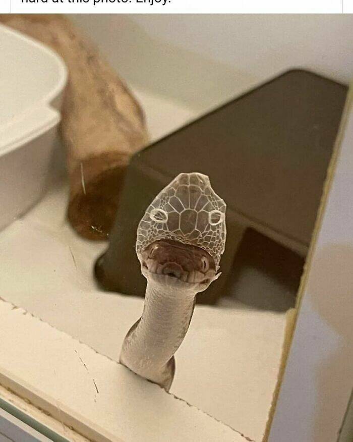 Accidental Surrealism