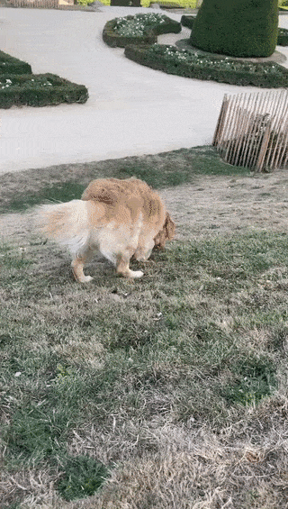 Morning Gifdump