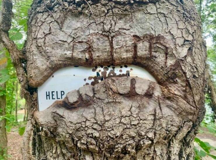 These Trees Are VERY Hungry!