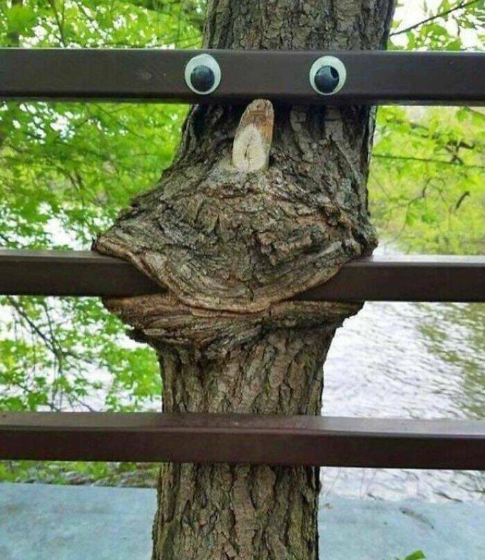 These Trees Are VERY Hungry!