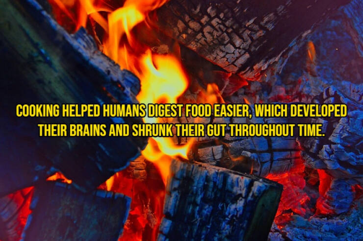 Wanna Taste Some Of These Delicious Cooking Facts?