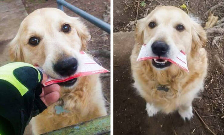 Animals Showing That They’re Very Good Boys And Girls