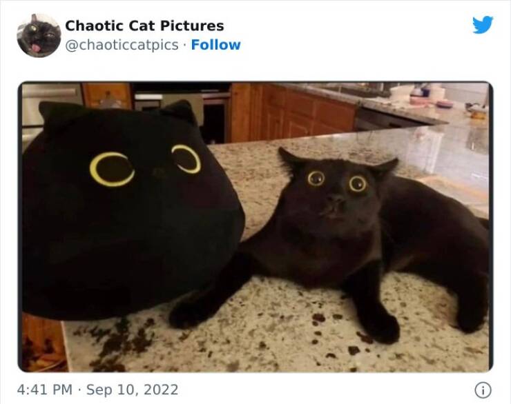 Chaotic Cat Photos