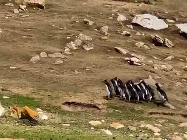 Penguin Gangs