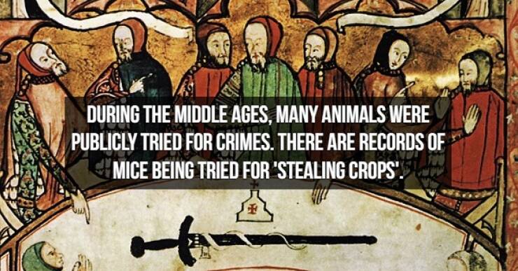 Curious Facts About Medieval Times