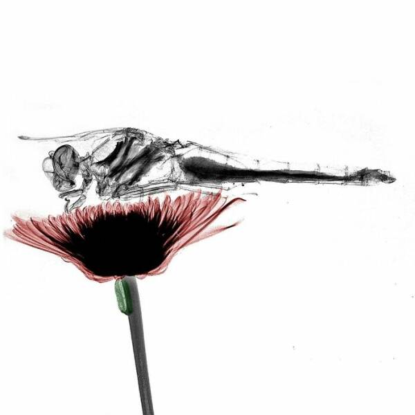 X-Ray Pictures Of Nature, By Arie Van ‘T Riet