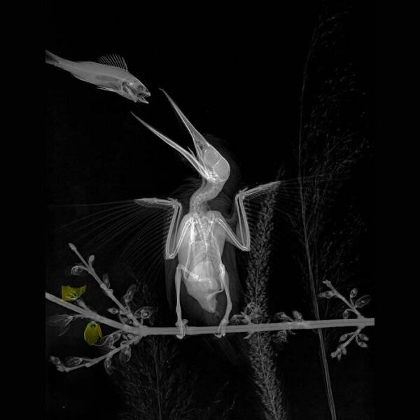X-Ray Pictures Of Nature, By Arie Van ‘T Riet