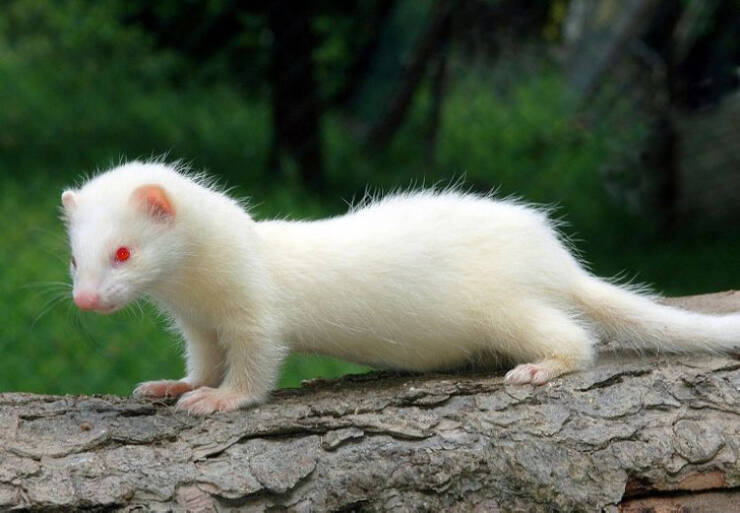 Albino Animals Are So Unique!