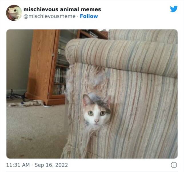Mischievous Animal Memes