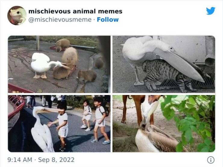Mischievous Animal Memes