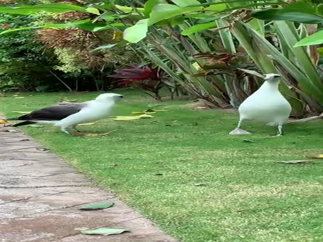 Birds Are Weird…