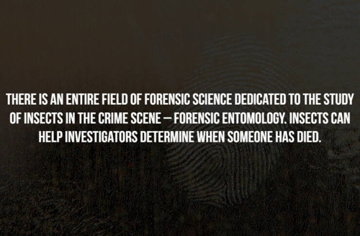 The Mysterious World Of Forensics