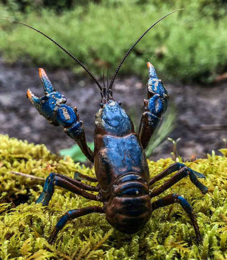 People Catching Nature’s Wonders Out In The Wild