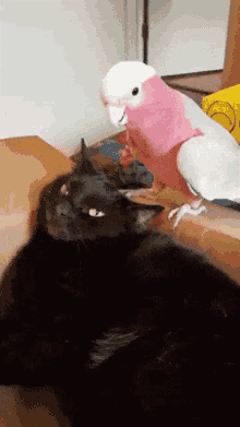 Morning Gifdump