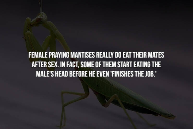 Creepy-Crawly Bug Facts