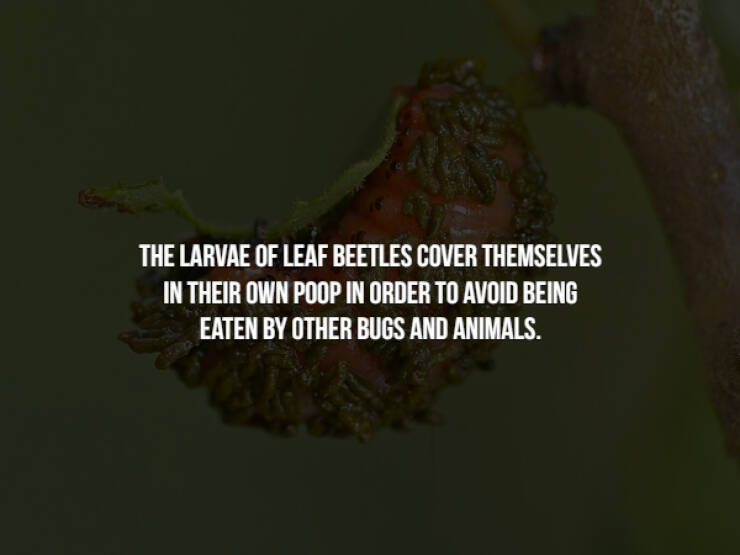 Creepy-Crawly Bug Facts