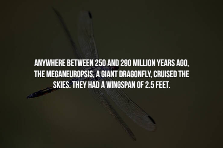 Creepy-Crawly Bug Facts