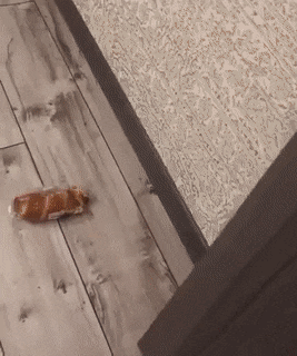 Daily Gifdump Daily Gifdump