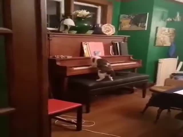 Piano Cat