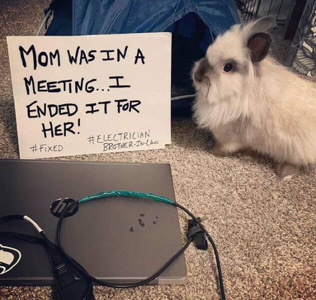 Bunnies Are Not As Innocent As They Look…