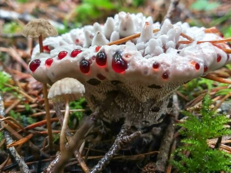 People Share Cool Things They Found While Foraging