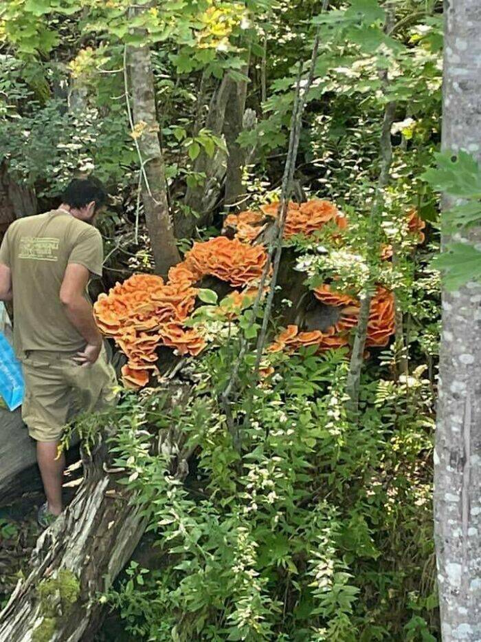 People Share Cool Things They Found While Foraging