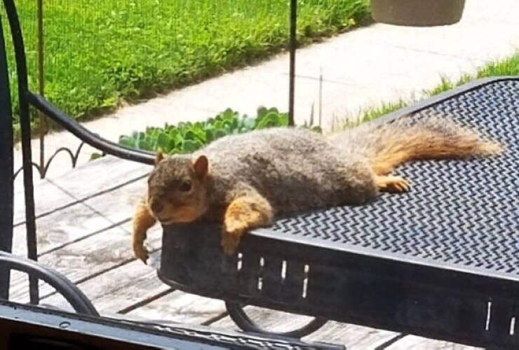 Squirrels Are Awesome!