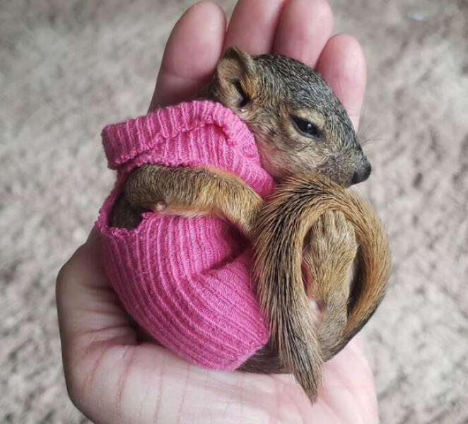 Squirrels Are Awesome!